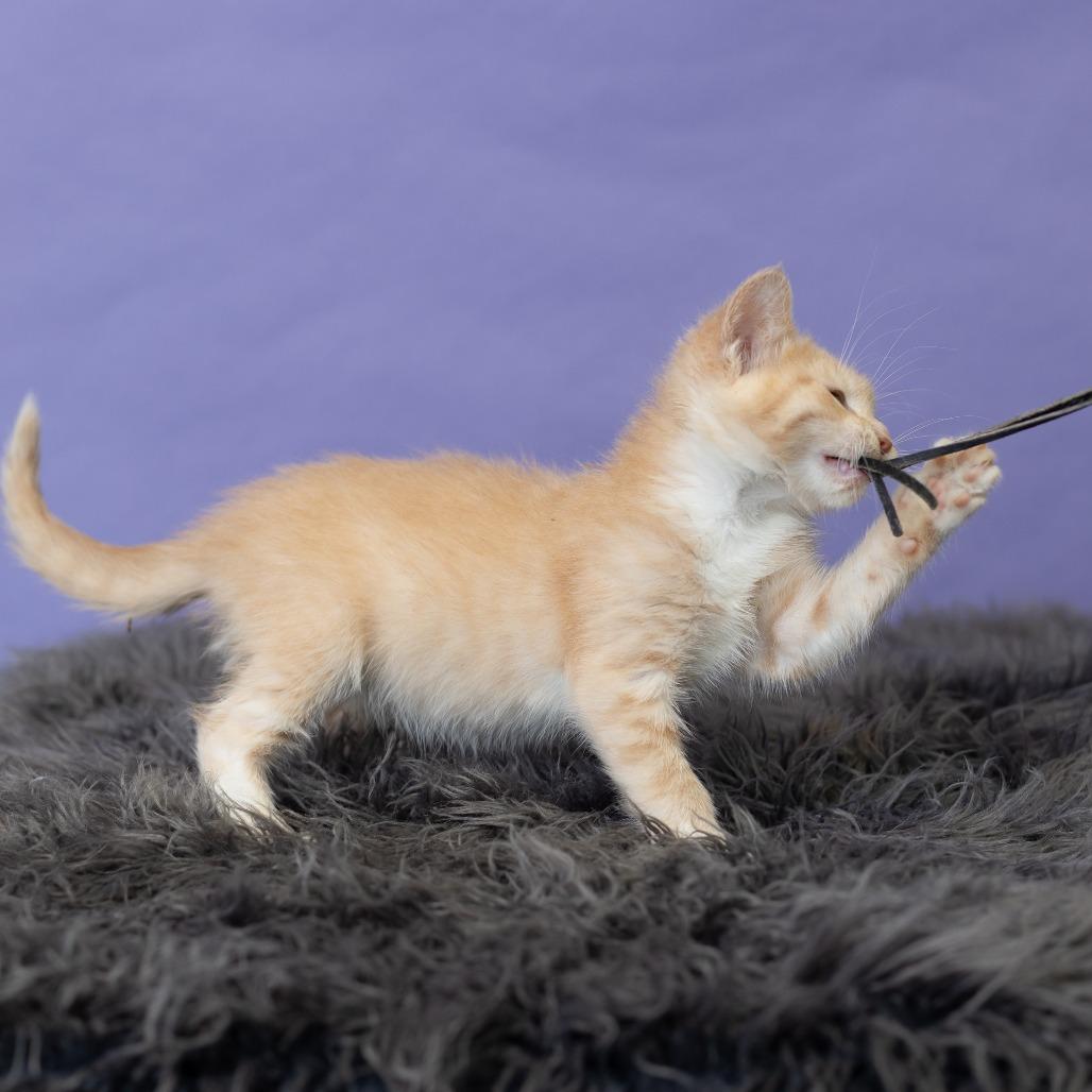Sheena, a Adoptable Domestic Short Hair in St. Paul, MN image 4/6