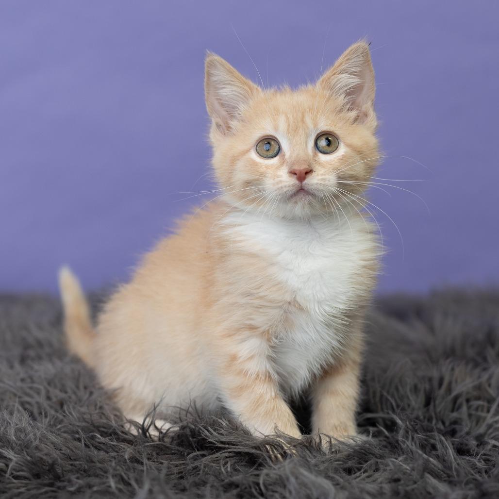 Sheena, a Adoptable Domestic Short Hair in St. Paul, MN image 5/6