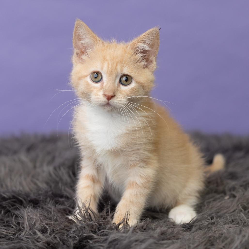 Sheena, a Adoptable Domestic Short Hair in St. Paul, MN image 6/6
