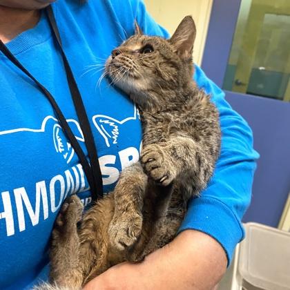 Enlarge Brooklynn, a Adoptable mixed breed in Richmond, VA image 1/4