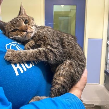 Enlarge Brooklynn, a Adoptable mixed breed in Richmond, VA image 2/4