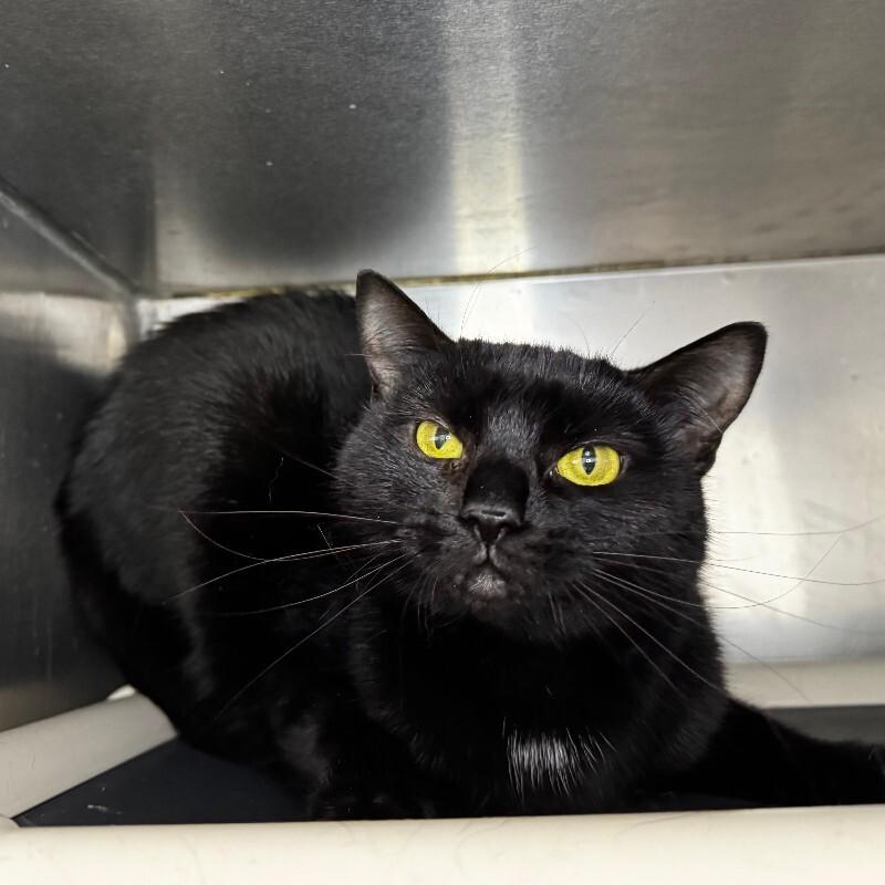 Enlarge Luna, a Adoptable Domestic Short Hair in Roanoke, VA image 2/2