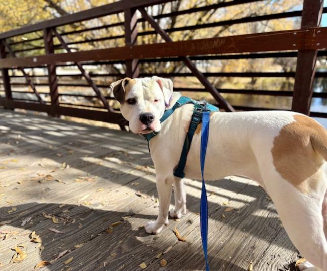 Enlarge Frida, an adopted mixed breed in Buena Vista, CO image 2/5