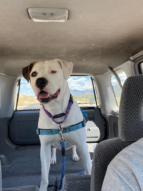 Enlarge Frida, an adopted mixed breed in Buena Vista, CO image 5/5