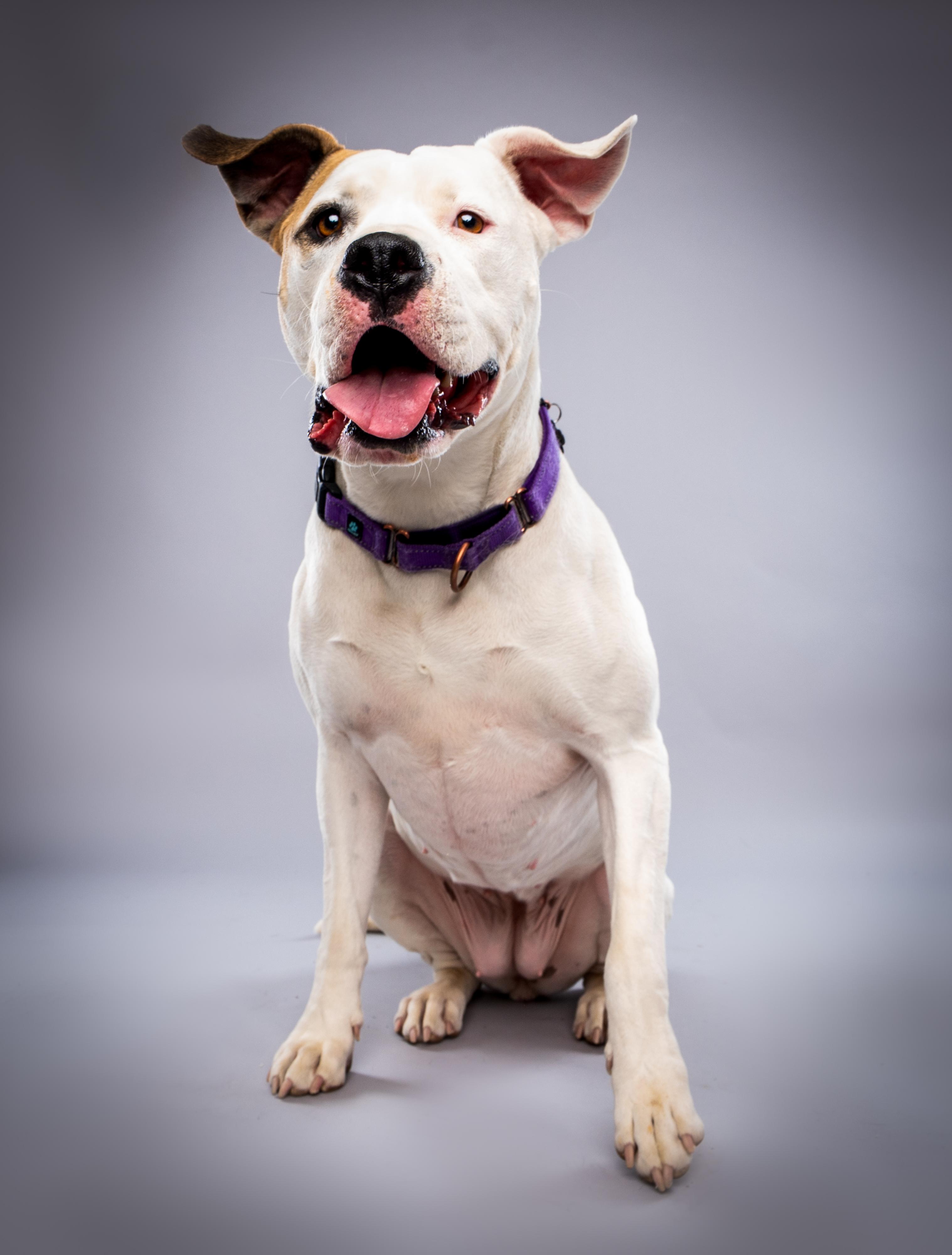 Enlarge Frida, an adopted mixed breed in Buena Vista, CO image 1/5