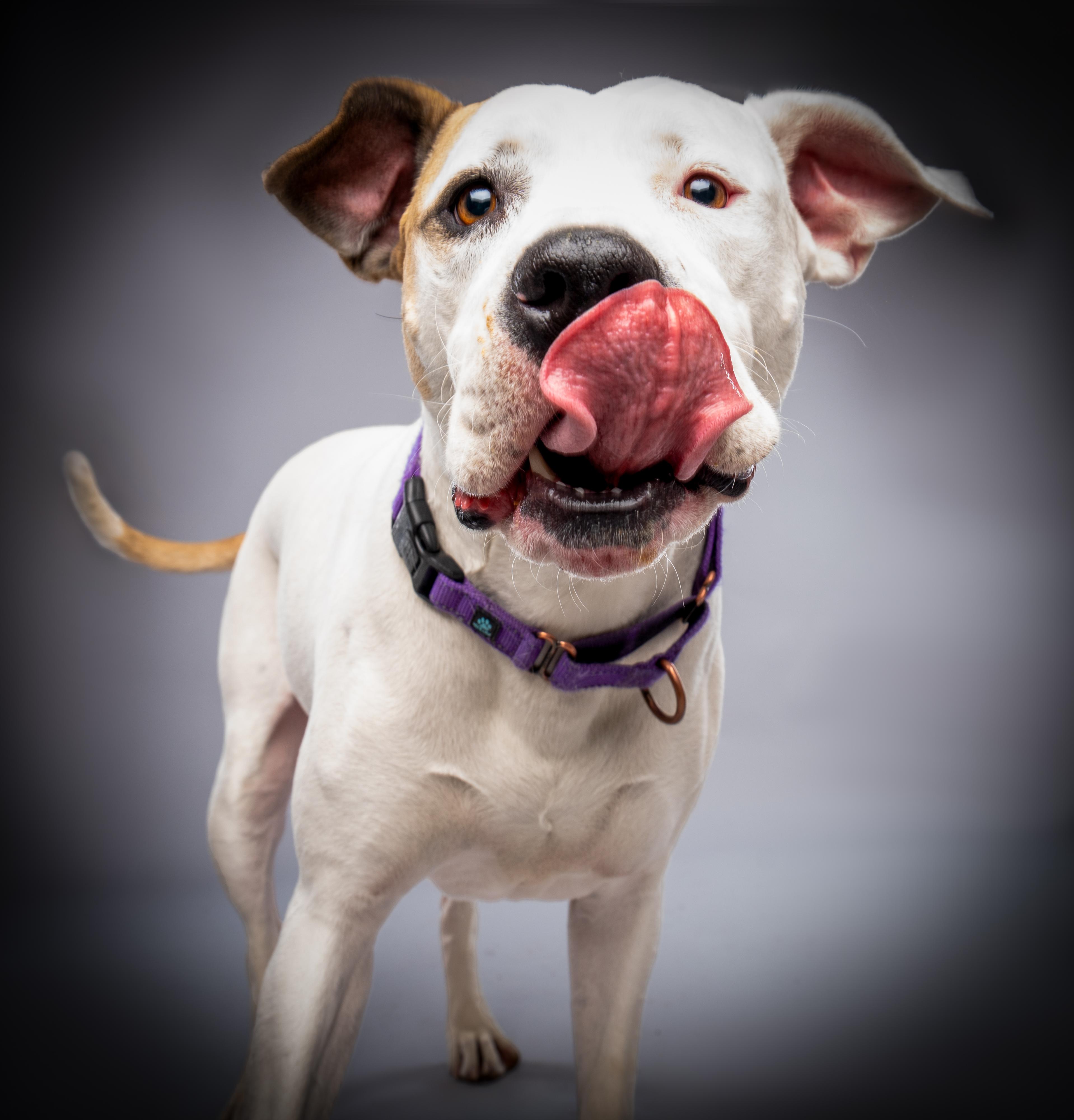 Enlarge Frida, an adopted mixed breed in Buena Vista, CO image 3/5