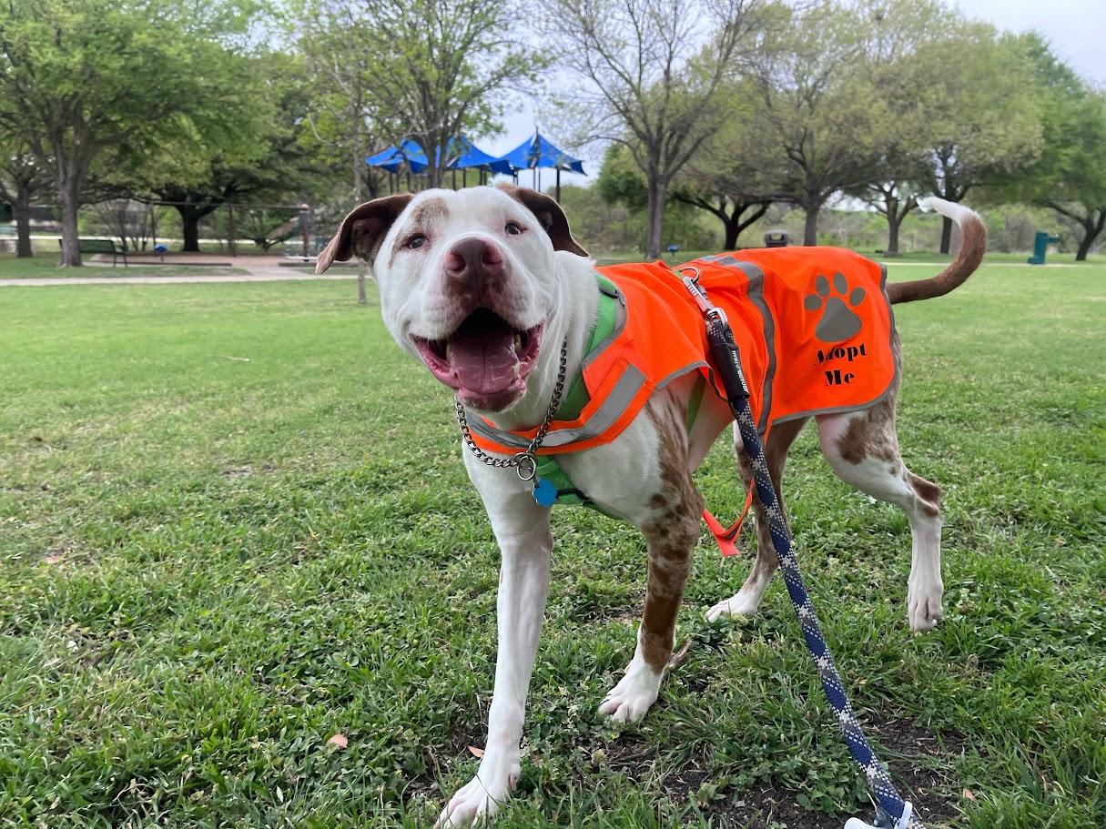 Whiskey* A214210, ADOPTABLE, Adult Male Pit Bull Terrier.