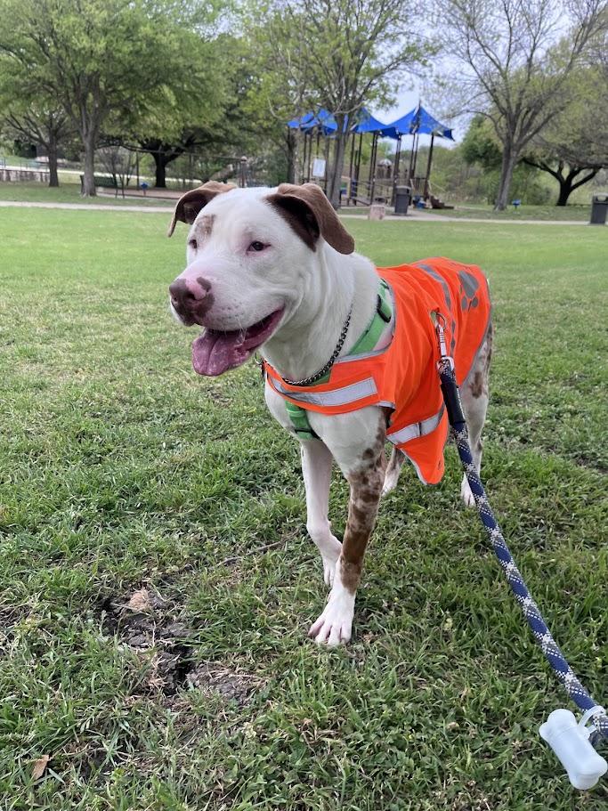 Enlarge Whiskey* A214210, a ADOPTABLE mixed breed in Plano, TX image 6/6
