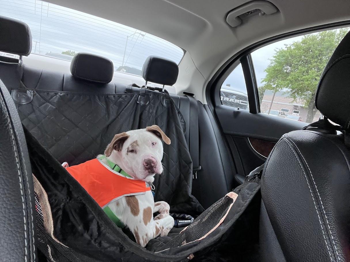 Enlarge Whiskey* A214210, a ADOPTABLE mixed breed in Plano, TX image 3/6
