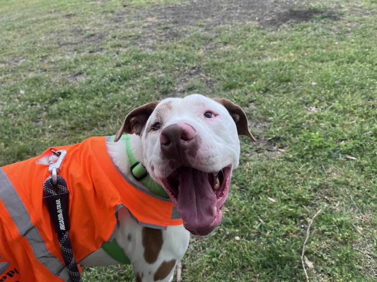 Enlarge Whiskey* A214210, a ADOPTABLE mixed breed in Plano, TX image 2/6