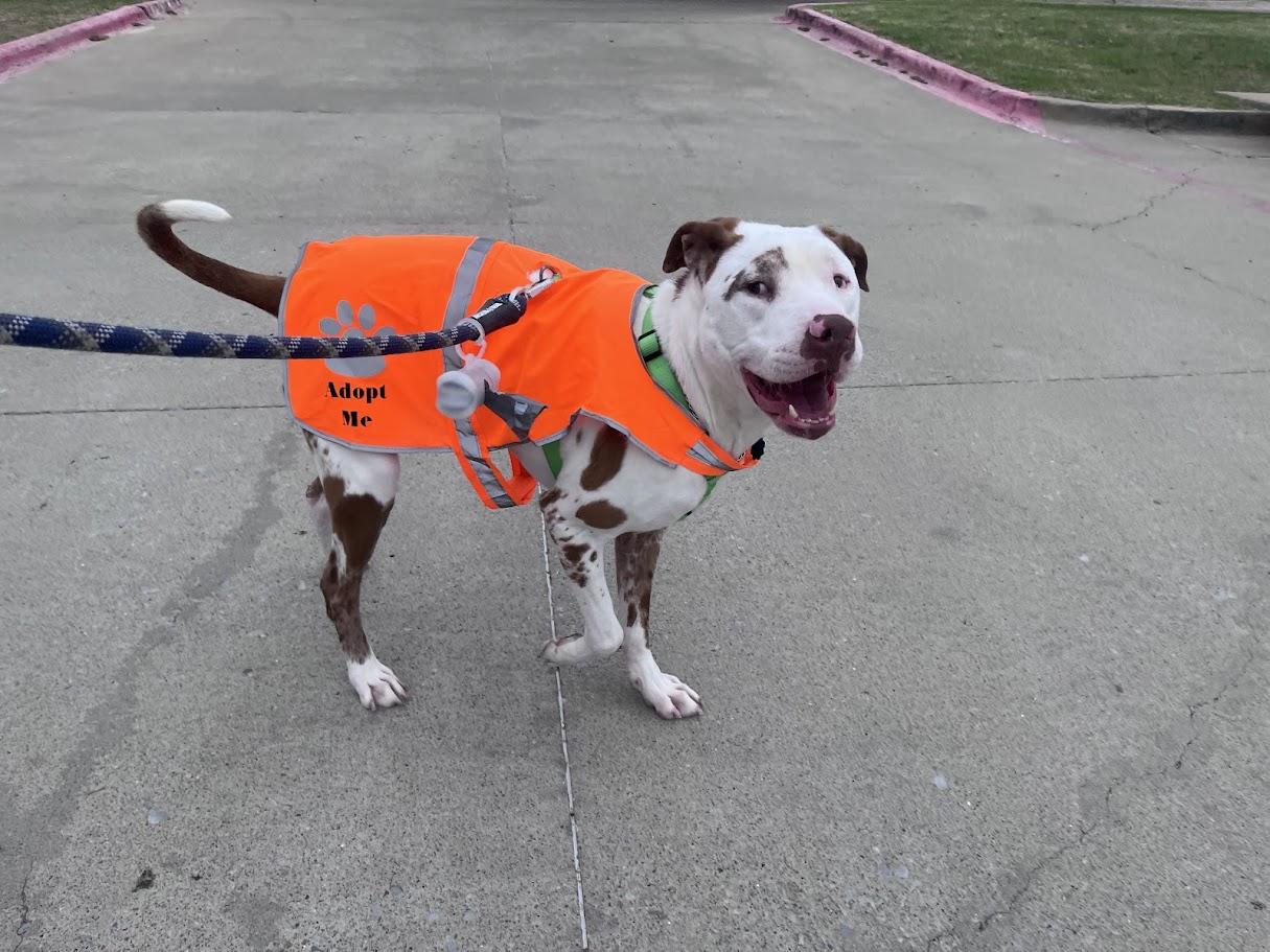 Enlarge Whiskey* A214210, a ADOPTABLE mixed breed in Plano, TX image 5/6