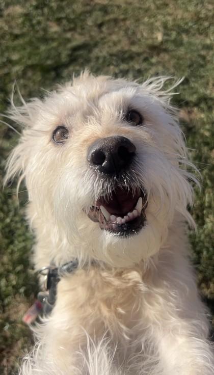 Cali, a Adoptable mixed breed in Quakertown, PA image 1/3