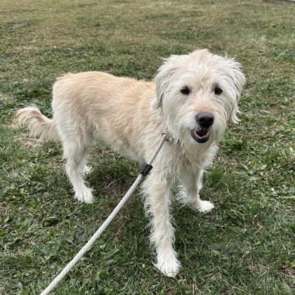 Cali, a Adoptable mixed breed in Quakertown, PA image 2/3