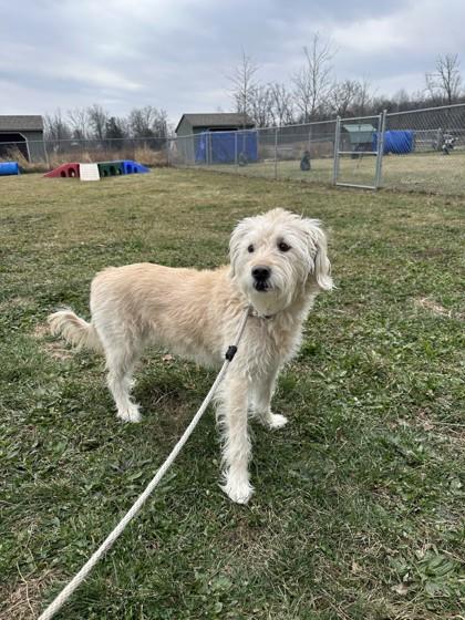 Cali, a Adoptable mixed breed in Quakertown, PA image 3/3
