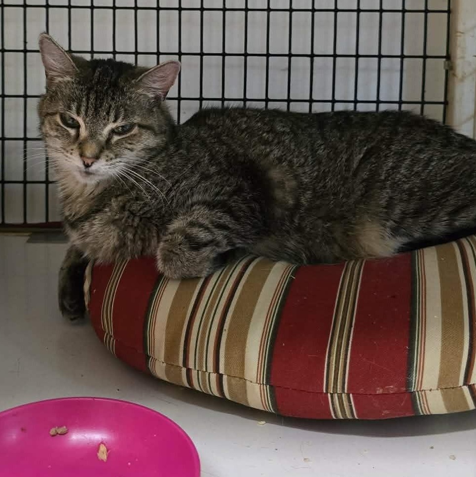 Enlarge Kelsey (sad, tiny senior), a ADOPTABLE Tabby in Huntington, NY image 1/3