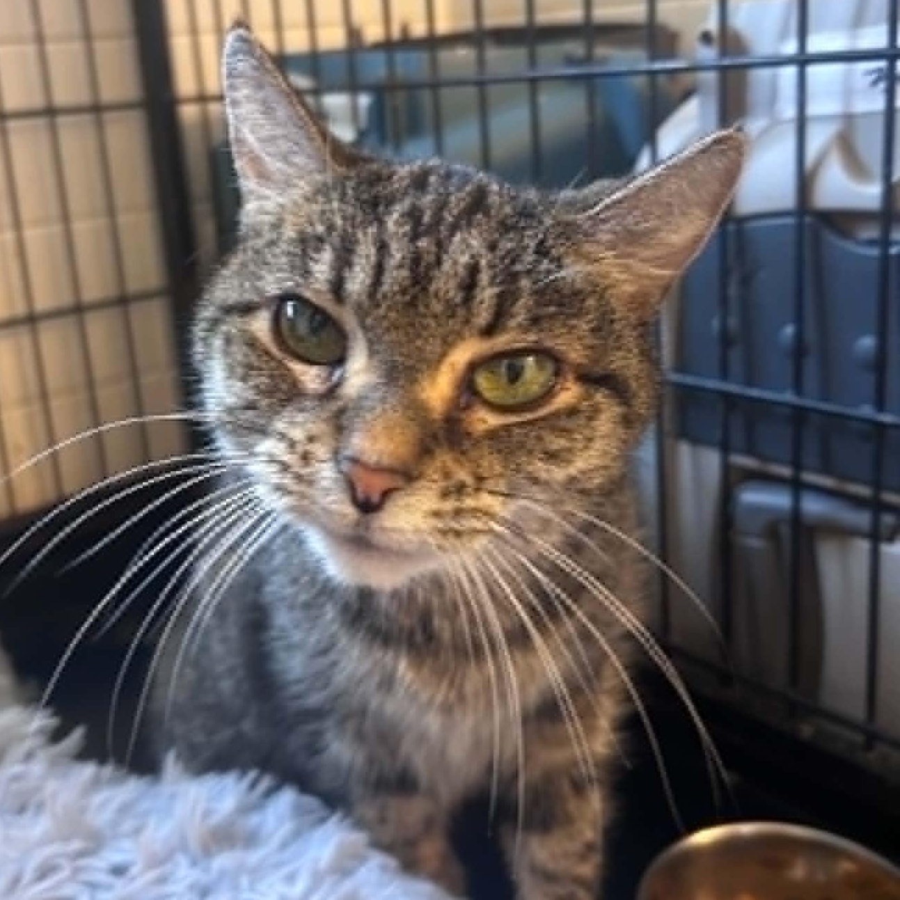 Kelsey (sad, tiny senior), ADOPTABLE, Senior Female Tabby.