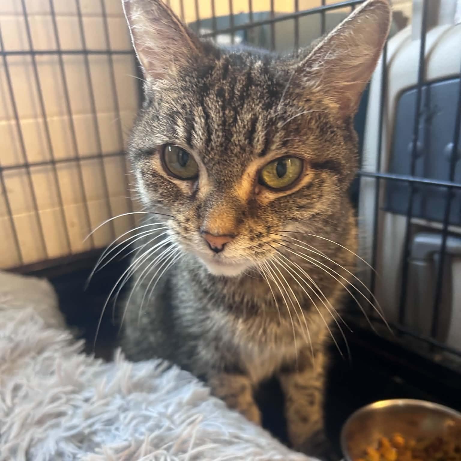 Enlarge Kelsey (sad, tiny senior), a ADOPTABLE Tabby in Huntington, NY image 2/2
