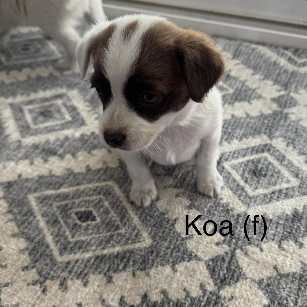 Enlarge Koa, a Adoptable Jack Russell Terrier in Cashmere, WA image 1/1