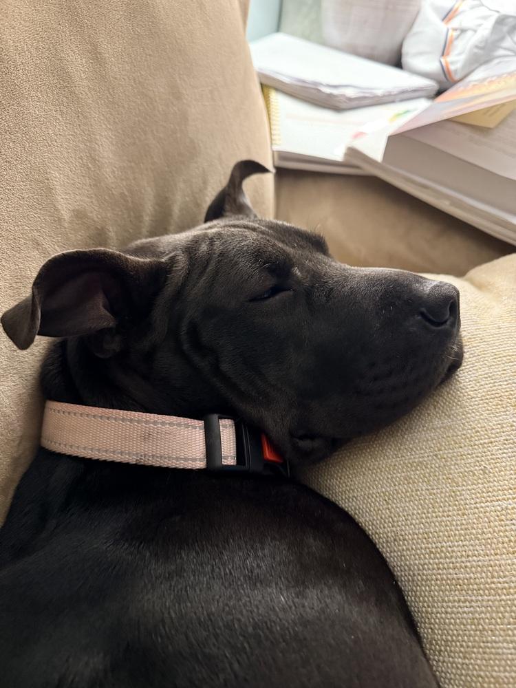 Matilda, a Adoptable mixed breed in Lancaster, PA image 1/6