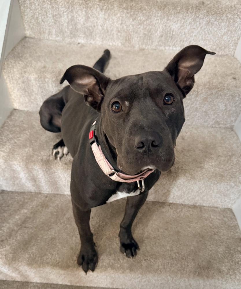 Matilda, a Adoptable mixed breed in Lancaster, PA image 2/6