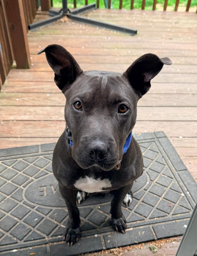 Matilda, a Adoptable mixed breed in Lancaster, PA image 4/6