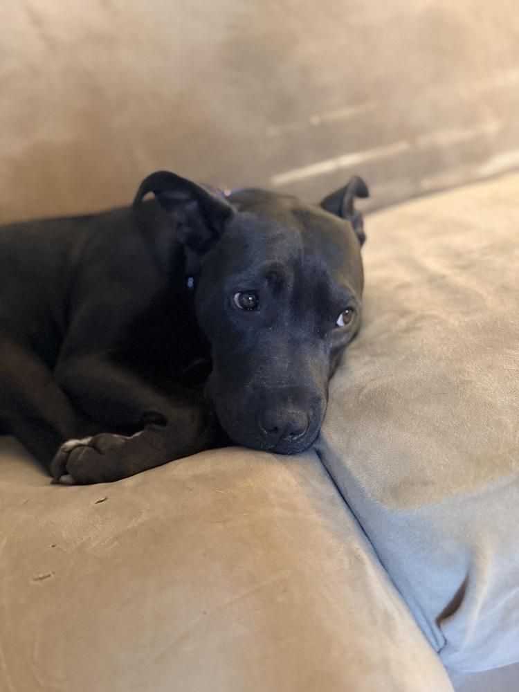Matilda, a Adoptable mixed breed in Lancaster, PA image 5/6