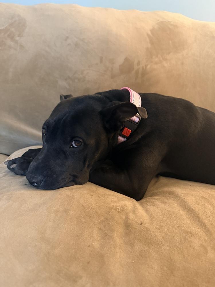 Matilda, a Adoptable mixed breed in Lancaster, PA image 6/6