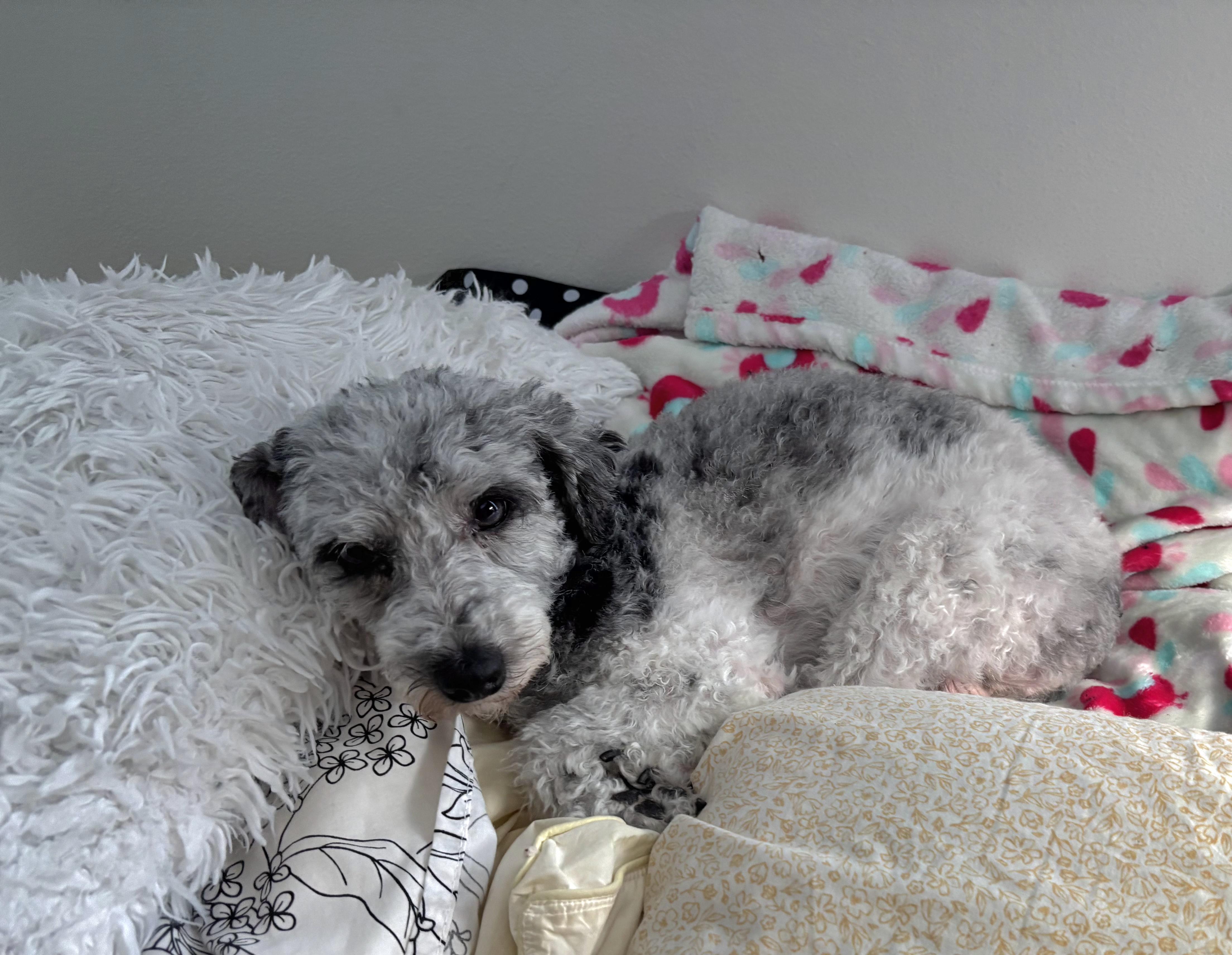 Patsey, Adoptable, Adult Female Miniature Poodle.