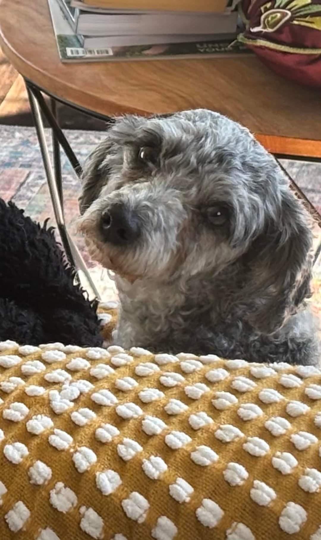 Patsey, a Adoptable Miniature Poodle in Maumee, OH image 2/4