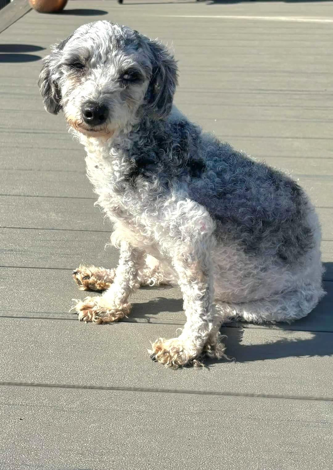 Patsey, a Adoptable Miniature Poodle in Maumee, OH image 3/4