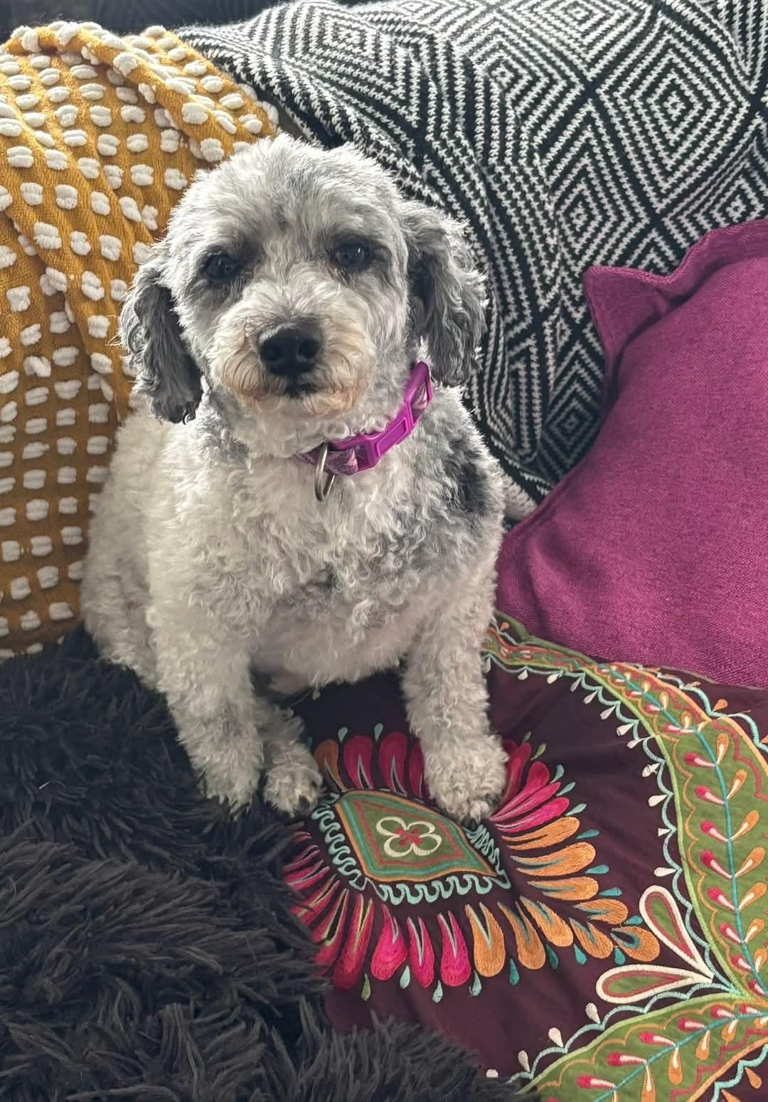 Patsey, a Adoptable Miniature Poodle in Maumee, OH image 4/4