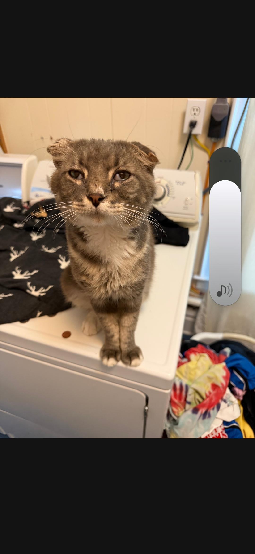 Enlarge Baby Girl, a Adoptable Domestic Medium Hair in Charleston, WV image 1/1