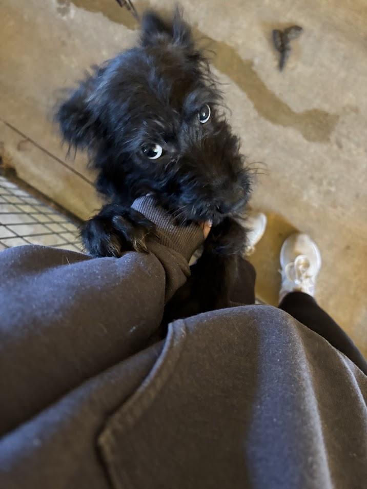 Shaggy, Adopted, Puppy Male Schnauzer.