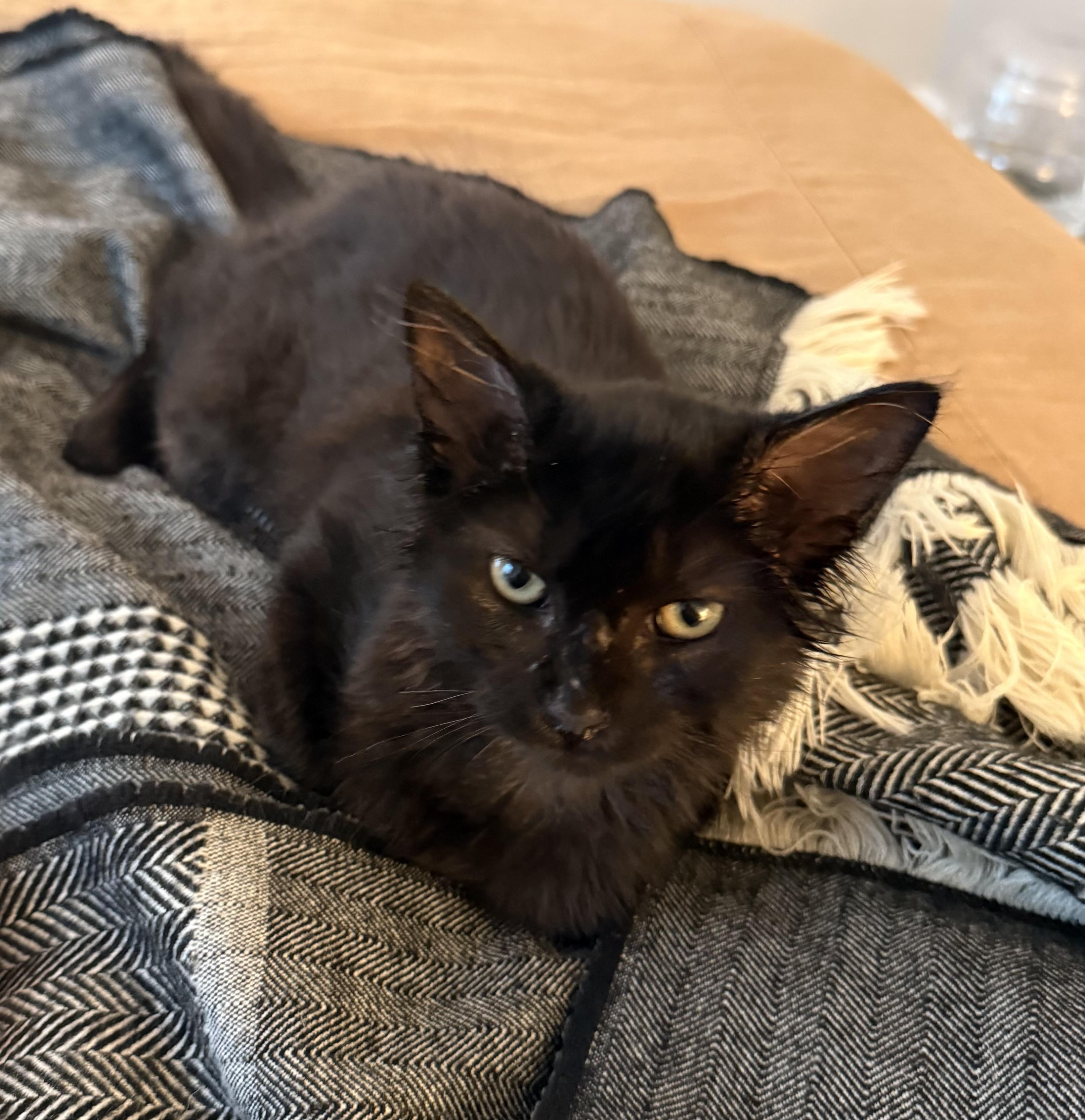 Enlarge Simon, a Adoptable Domestic Medium Hair in Leesburg, VA image 3/4