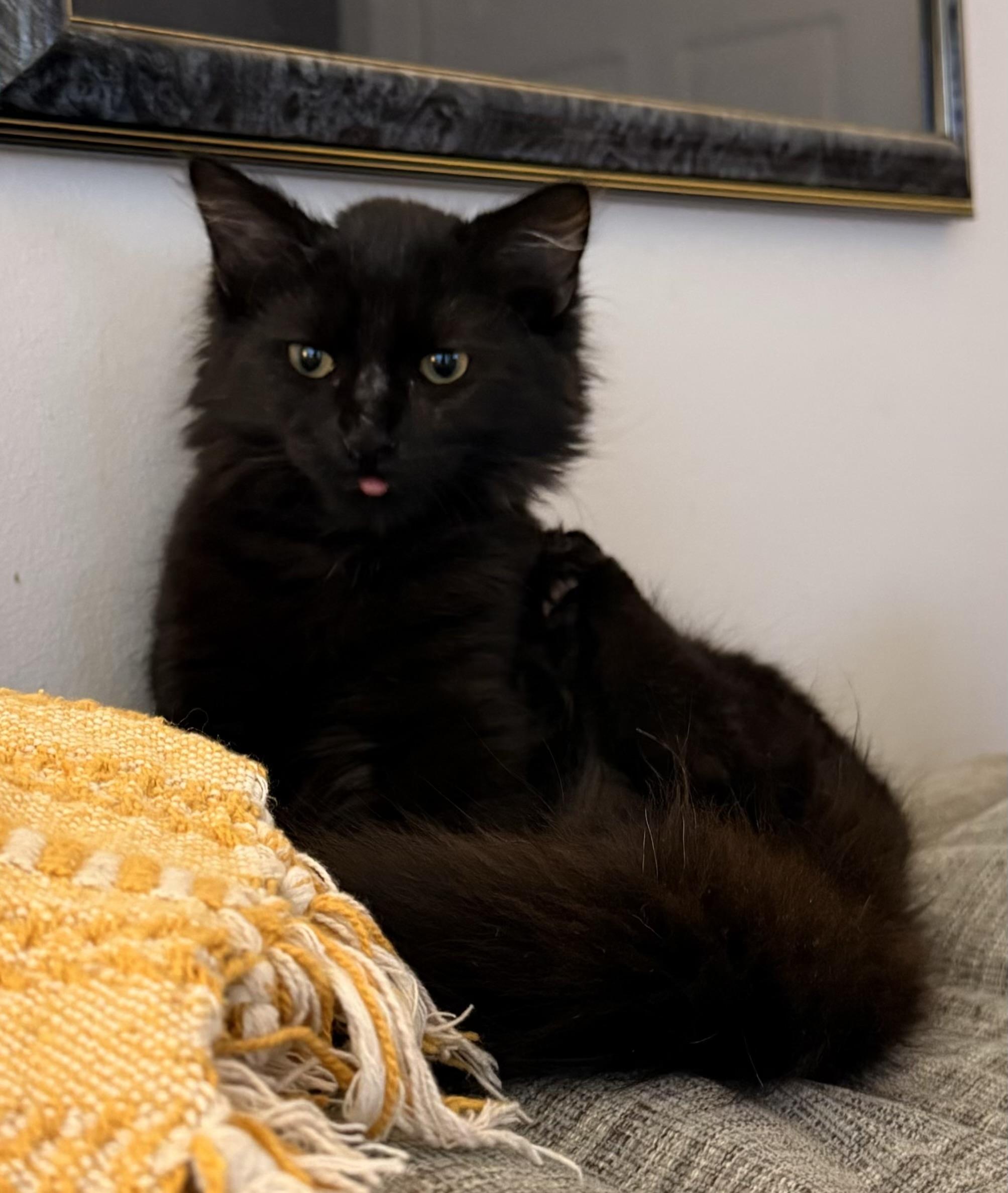 Enlarge Simon, a Adoptable Domestic Medium Hair in Leesburg, VA image 2/4