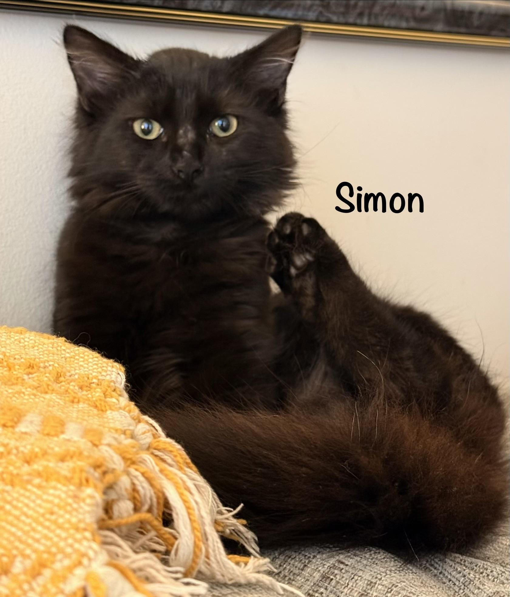 Enlarge Simon, a Adoptable Domestic Medium Hair in Leesburg, VA image 1/4