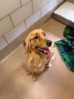 Enlarge Buddy, an adopted Golden Retriever in Murphy, TX image 1/1