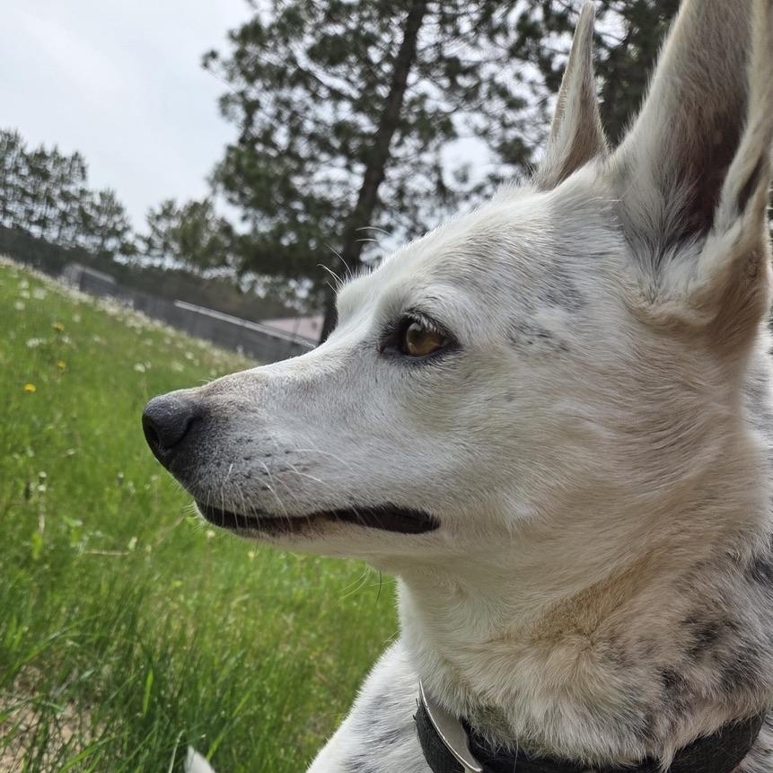 Peggy, a ADOPTABLE mixed breed in Park Rapids, MN image 4/4