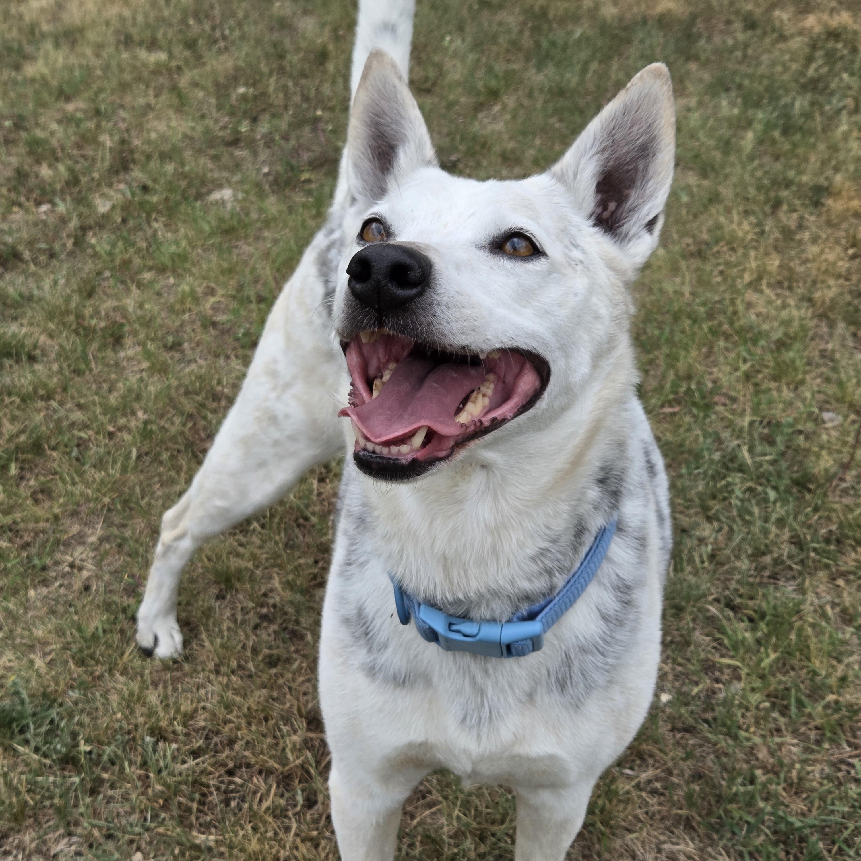 Peggy, a ADOPTABLE mixed breed in Park Rapids, MN image 3/4