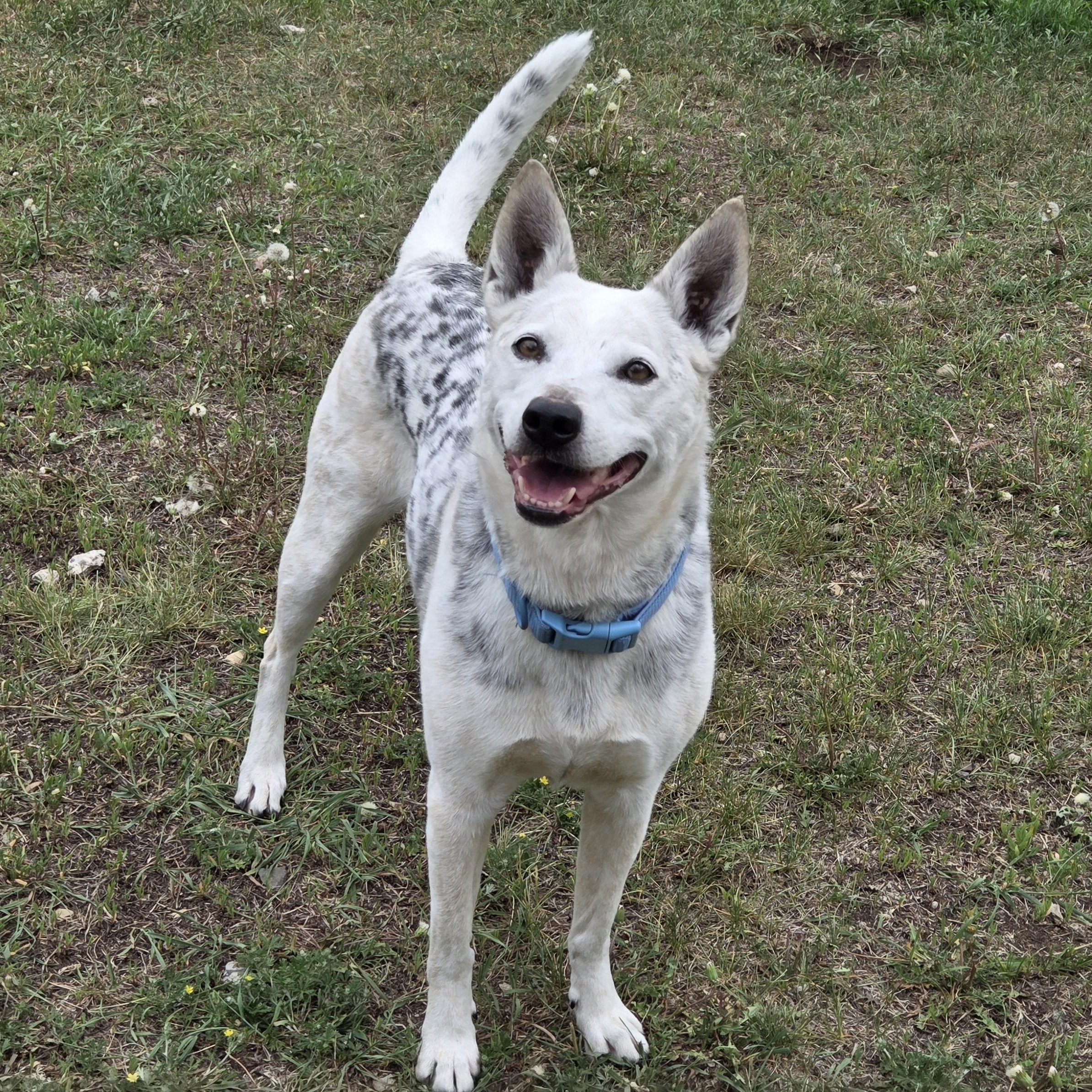 Peggy, a ADOPTABLE mixed breed in Park Rapids, MN image 2/4