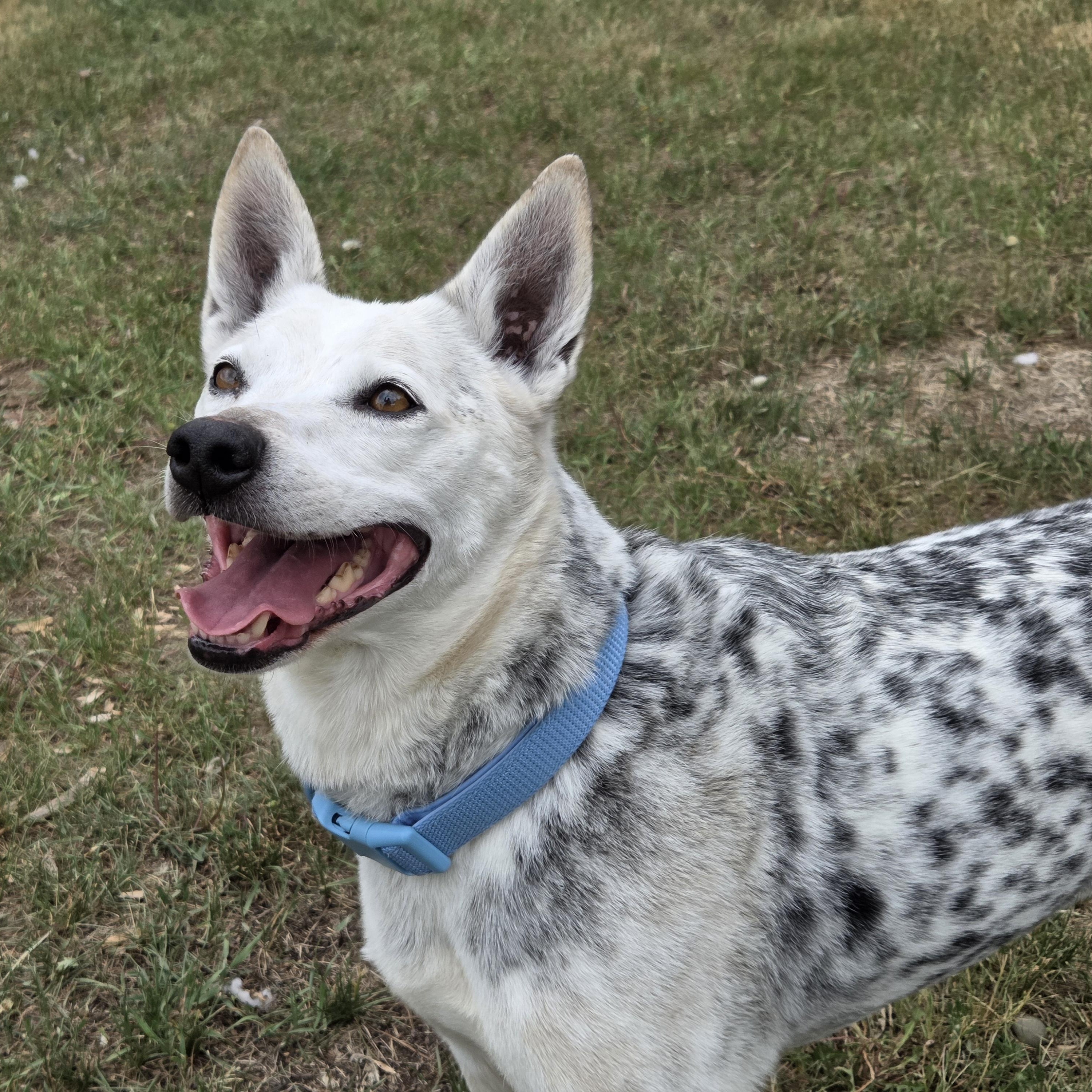Peggy, a ADOPTABLE mixed breed in Park Rapids, MN image 1/4