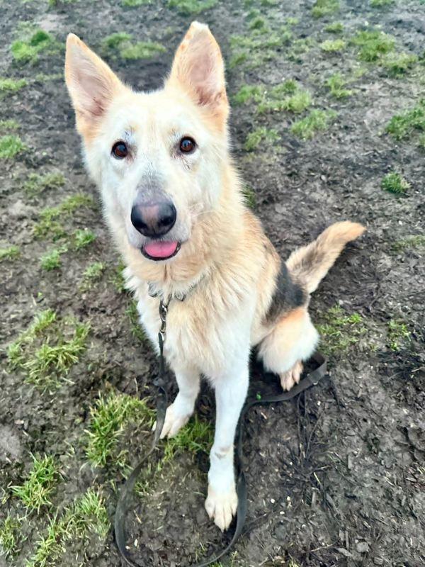 Enlarge Spruce, a Adoptable mixed breed in Salem, OR image 1/1