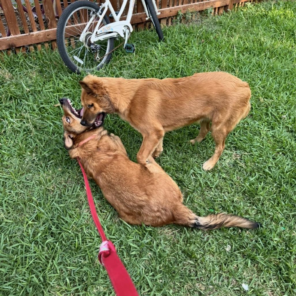 Teddy, Adoptable, Adult Male German Shepherd Dog & Golden Retriever.