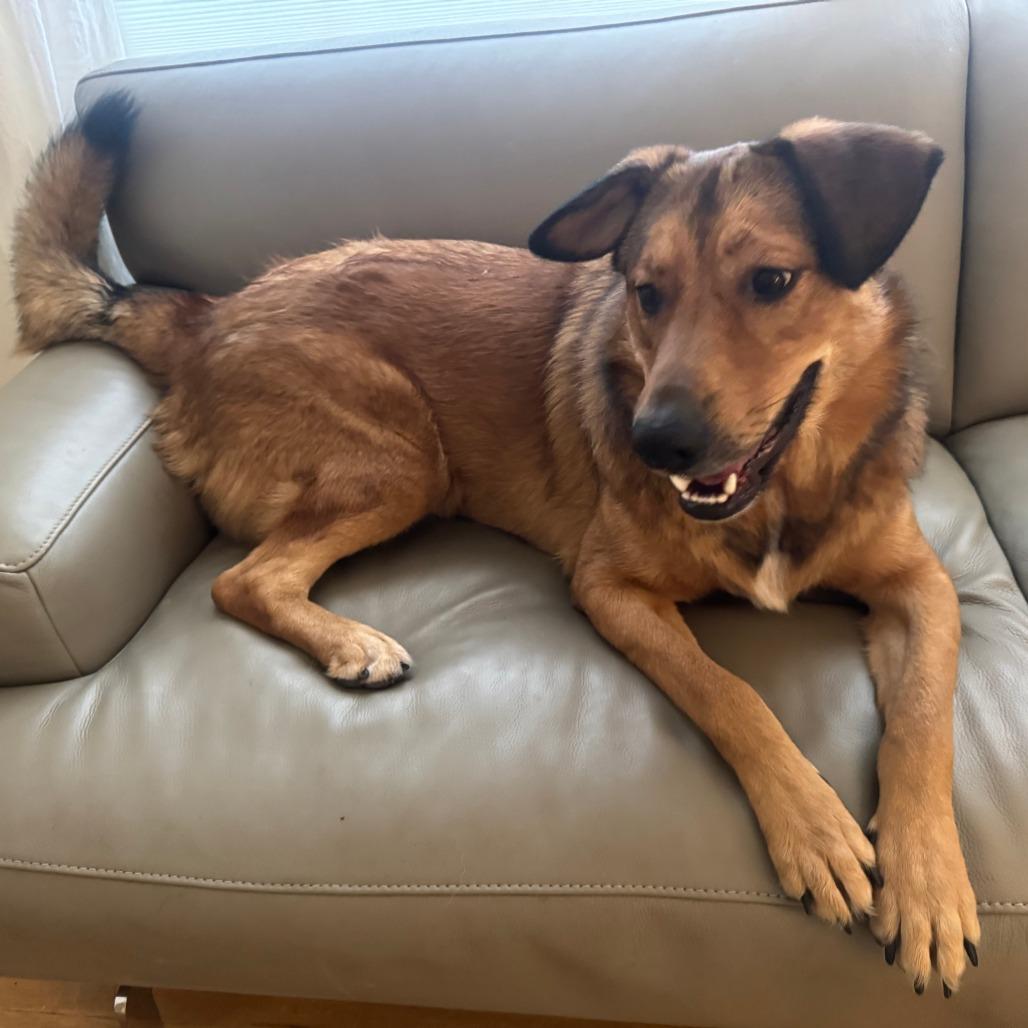 Enlarge Teddy, a Adoptable mixed breed in Austin, TX image 2/6