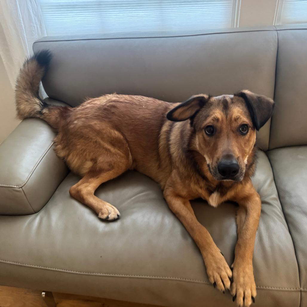 Enlarge Teddy, a Adoptable mixed breed in Austin, TX image 3/6