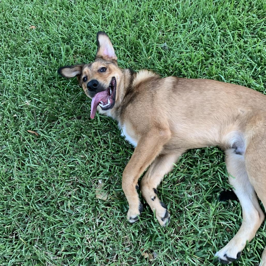 Enlarge Teddy, a Adoptable mixed breed in Austin, TX image 4/6