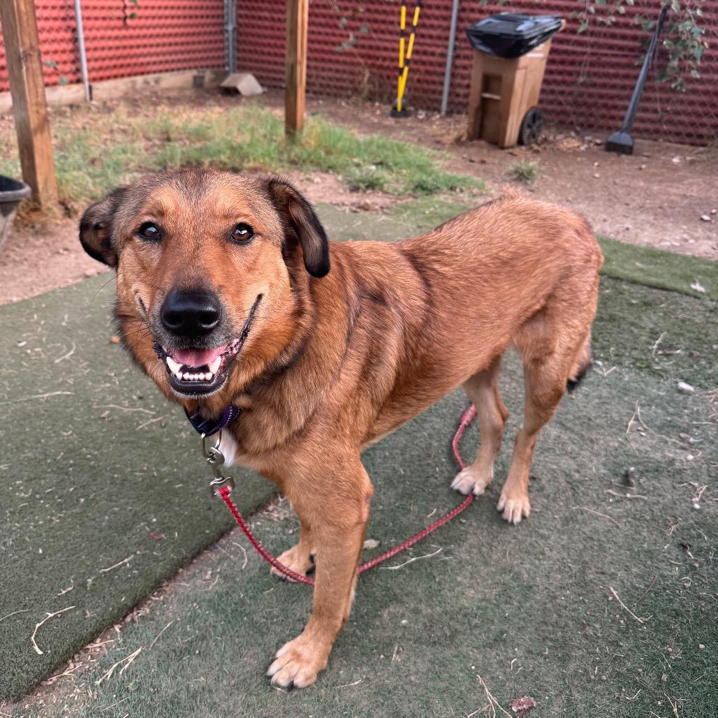 Enlarge Teddy, a Adoptable mixed breed in Austin, TX image 5/6