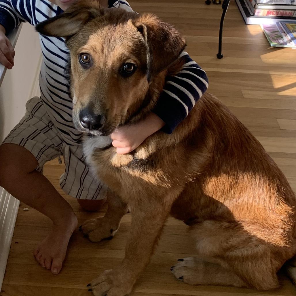 Enlarge Teddy, a Adoptable mixed breed in Austin, TX image 6/6