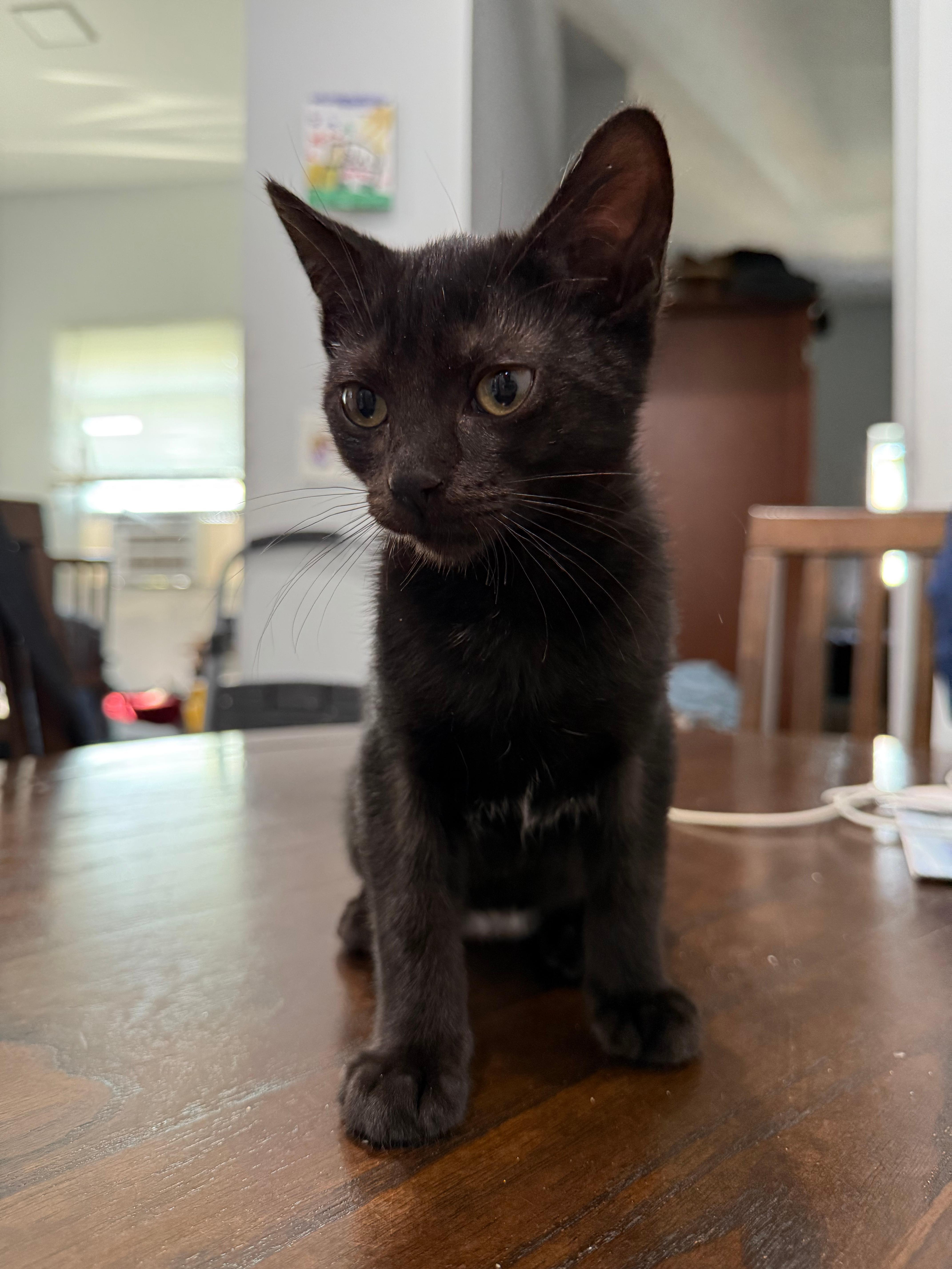 Pixel, Adoptable, Kitten Female Domestic Short Hair.