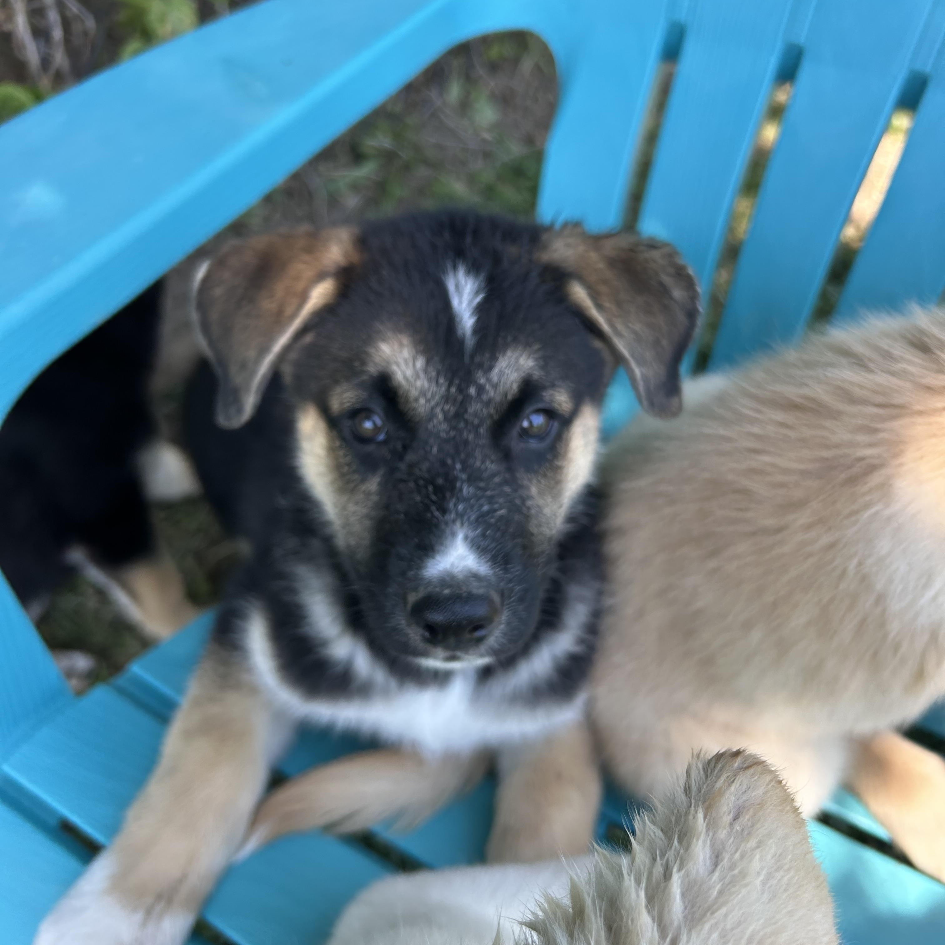 Rebel, adopted, Puppy Male Labrador Retriever & German Shepherd Dog.